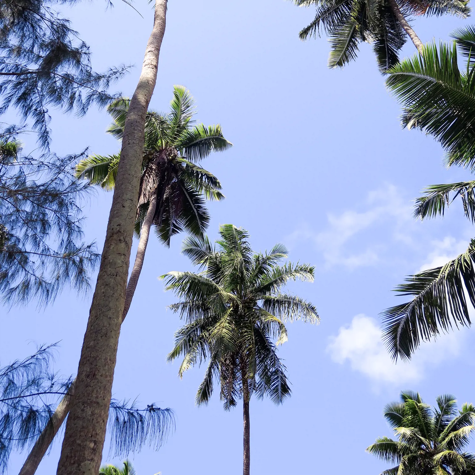Seychellen - der Geruch von Vanille und Kokos lässt grüssen